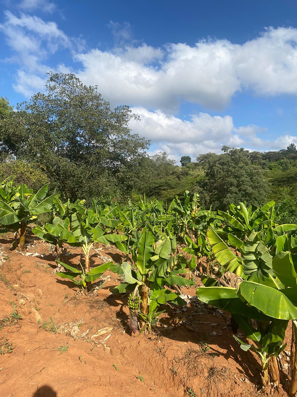 4kenya shamba 1