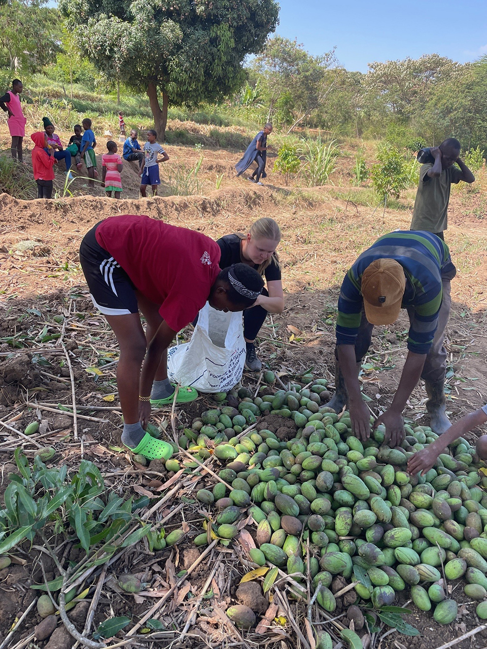 4kenya shamba 2