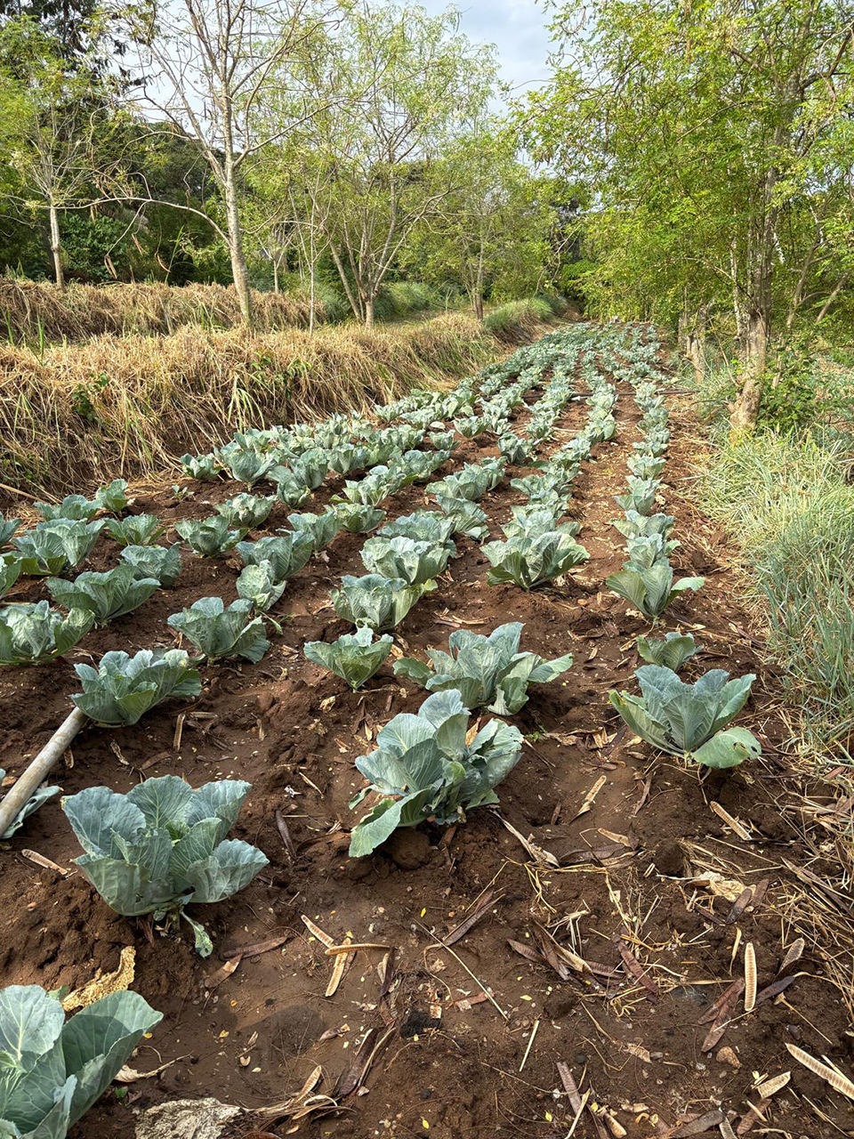 4kenya shamba 3